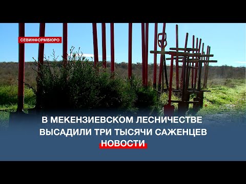 Видео: В Мекензиевском лесничестве высадили три тысячи саженцев