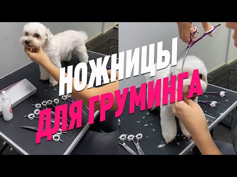 Видео: НОЖНИЦЫ ДЛЯ ГРУМИНГА / КАКИЕ НОЖНИЦЫ НУЖНЫ ГРУМЕРУ / КАК ВЫБРАТЬ НОЖНИЦЫ ДЛЯ ГРУМИНГА / GROOM SCHOOL