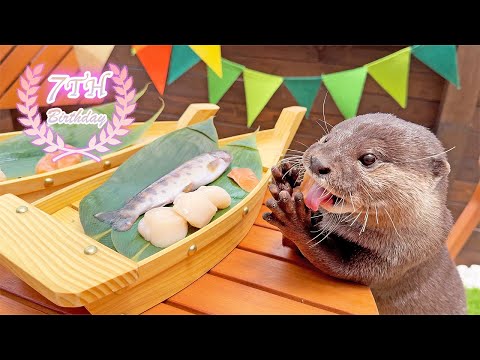 Видео: Наслаждайтесь просмотром праздничного дня рождения выдр, беседуя в непринужденной обстановке