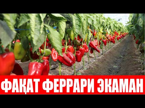 Видео: Феррари F1 сотувга чиққандан бери экаман сабаби қизартириб сотамиз даромади зўр (Ferrari F1-Sakata)