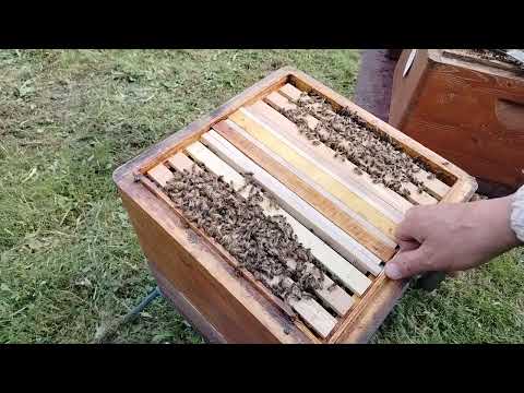 Видео: Пасека. 10 июня 2025 года. Изоляция маток.