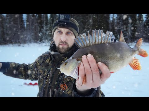 Видео: БЕШЕНЫЙ КЛЕВ. ОГРОМНЫЕ ОКУНИ И ЩУКИ. РЫБАЛКА