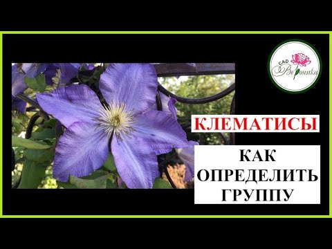 Видео: Как определить группу клематиса по цветению