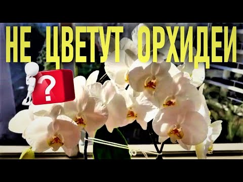 Видео: У ВАС НЕ ЦВЕТУТ ОРХИДЕИ? ГНИЮТ КОРНИ? НЕТ ТУРГОРА ЛИСТЬЕВ? ПУТЬ НОВИЧКА ОТ ПОТЕРИ ОРХИДЕЙ К ЦВЕТЕНИЮ