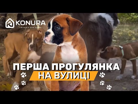 Видео: Перша прогулянка цуценя на вулиці