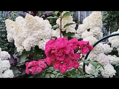 Видео: Осенний август в Саду Двух котов 🐈‍⬛🌹🐈