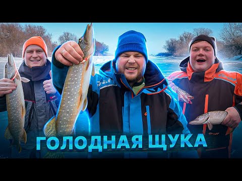 Видео: ГОЛОДНАЯ ЩУКА