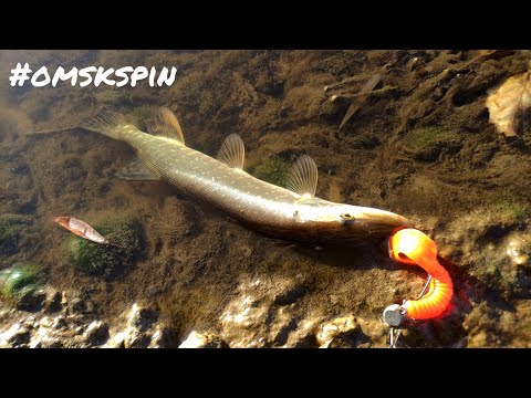 Видео: OmskSpin #114. Удачная рыбалка, завершившая сезон 2024 г. Рыбалка на щуку в октябре #рыбалка #омск