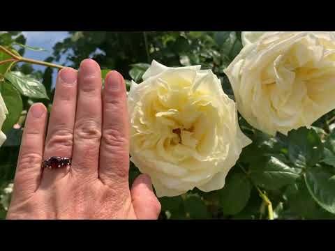 Видео: Съемки из фирмы Тантау. Лучшие немецкие розы в разгар цветения