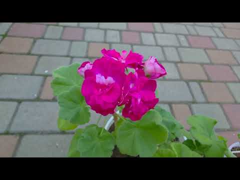 Видео: Пеларгонія Грація Роксоланія