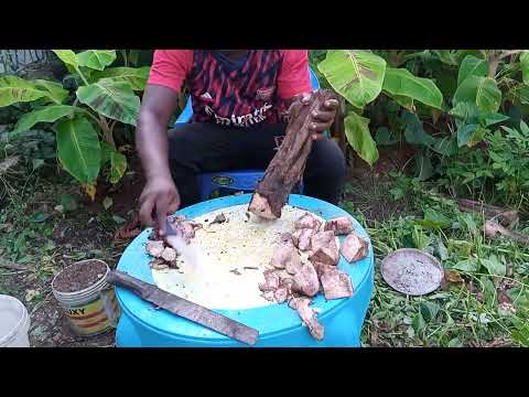 Видео: Как размножить карликовый банан методом макроразмножения