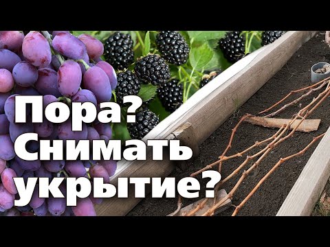 Видео: КОГДА УБИРАТЬ УКРЫТИЕ С ВИНОГРАДА И ЕЖЕВИКИ. Подсказка для садоводов Урала и Сибири