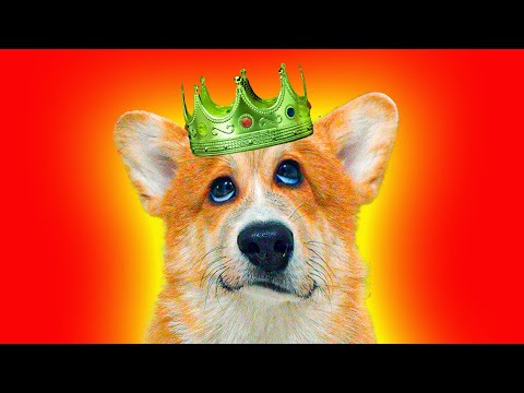 Видео: Коржик - Желтая Фигня! Лучшие серии июня! (Корги Коржик) Говорящая собака