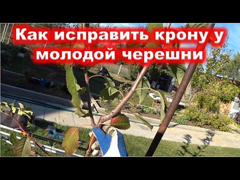 Видео: Исправление кроны у МОЛОДОЙ ЧЕРЕШНИ ОБРЕЗКОЙ