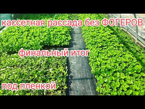 Видео: Как сделать рассаду клубники.Приживаемость 99% под пленкой без фогеров финальная часть