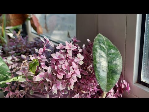 Видео: Рослини 2025