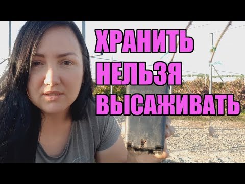 Видео: Как сохранить саженцы малины и ежевики до весны