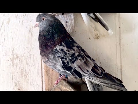 Видео: Николаевские мраморные голуби Евгения