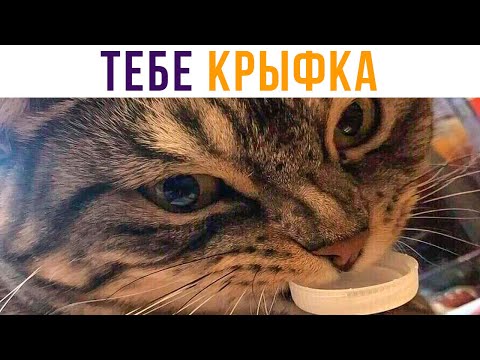 Видео: Тебе крыфка!) Приколы с котами | Мемозг 593