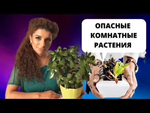 Видео: Какие домашние растения могут вам навредить?