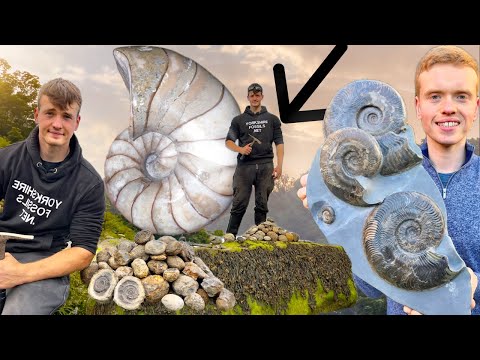 Видео: Охотники за ископаемыми исследуют ТВЕРДЫЙ известняковый конкреций! Взламываем юрские породы в пои...