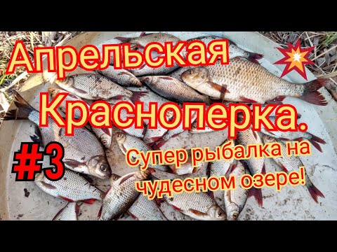 Видео: КРАСНОПЕРКА ВЕСНОЙ НА ЧУДО ОЗЕРЕ. УВЛЕКАТЕЛЬНАЯ ЛОВЛЯ В АПРЕЛЕ, ТРОФЕЙНЫЕ ЭКЗЕМПЛЯРЫ.