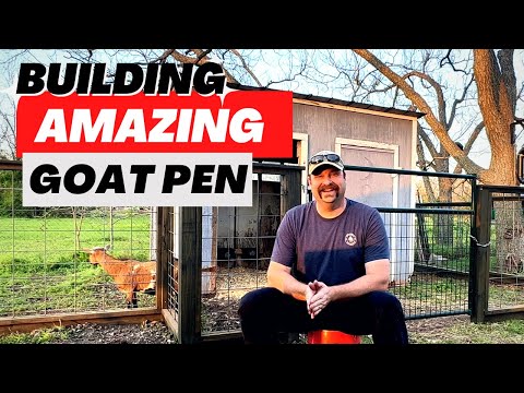 Видео: Создаём потрясающий загон для коз на заднем дворе | Представляем нигерийских карликовых коз