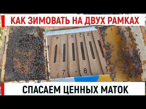 Видео: Зимовка запасных маток на двух рамках + слабые отводки.