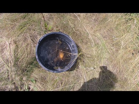 Видео: Миссия: ведро карася ЗА 1 ЧАС!