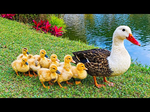 Видео: Через 4 минуты все тревоги исчезают 🍀 Успокаивающее фортепиано для успокоения мыслей и баланса эм...