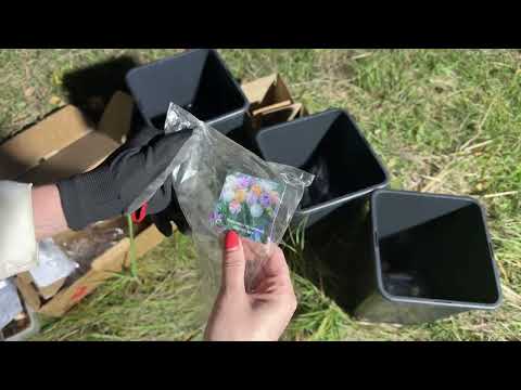 Видео: Сажаю тюльпаны, гиацинты и крокусы в кашпо