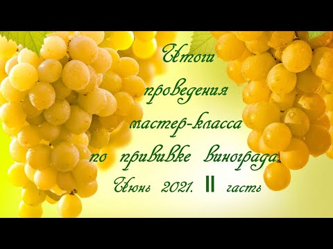 Видео: Итоги проведения мастер-класса по прививке винограда. 2 часть