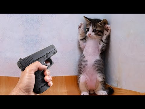 Видео: Смейтесь до смерти с этими смешными животными 😅