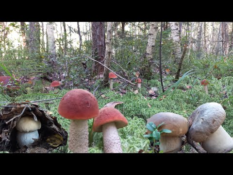 Видео: Грибы 🍄  В моем Лесу В Сухом Лесу/ Я от них убегаю а они за мной .Чудо лес у Дома.