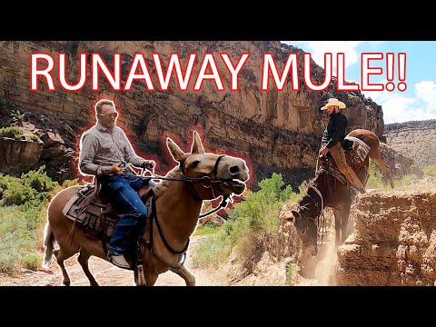 Видео: Неудачная упаковка мулов?!! Путешествие с гремучей змеей. Часть 1