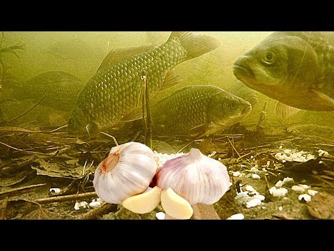 Видео: ПЕРЛОВКА С ЧЕСНОКОМ! Реакция рыбы. Подводная съемка