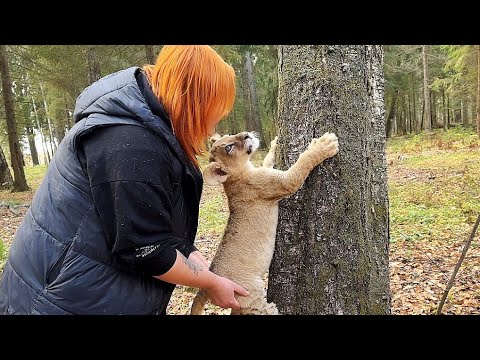 Видео: Рысёнок Тимка и львёнок Зевс УЧАТСЯ ЛАЗИТЬ ПО ДЕРЕВЬЯМ! Вместе веселее и спокойнее ❤️