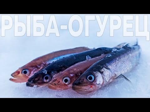 Видео: Рыба пахнет свежим ОГУРЦОМ. Открытие КОРЮШИНОГО сезона. Рыбалка на Финском заливе. Рыбалка 2022