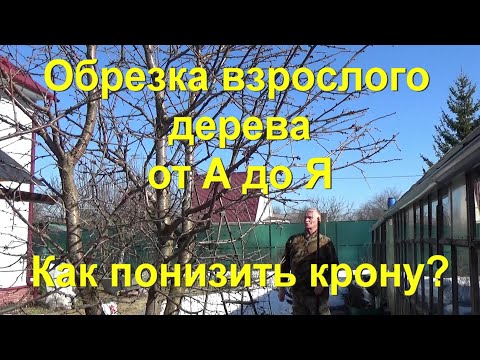 Видео: 52. Как понизить крону дерева и увеличить плодоношение? Обрезка взрослого дерева от А до Я