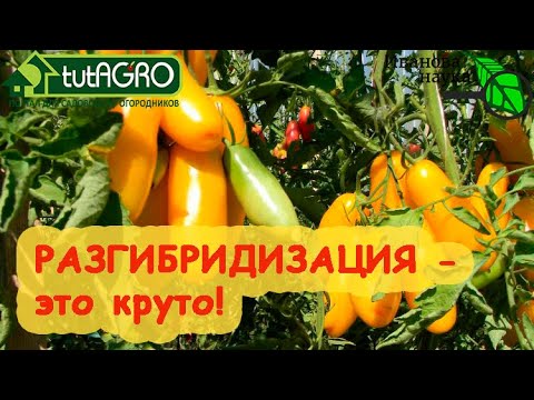Видео: МНОГО СОРТОВ ТОМАТА и ПЕРЦА ИЗ... НИЧЕГО! Правила РАЗГИБРИДИЗАЦИИ гибридов F1 для больших урожаев.