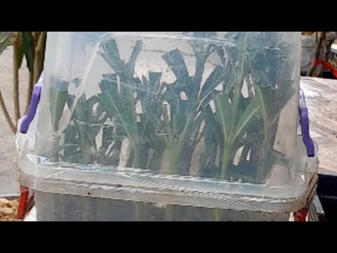 Видео: ФОРМИРОВКА И УКОРИНЕНИЕ ЧЕРЕНКОВ ОЛЕАНДРЫ #gardening #guli-zar_garden #садиогород 