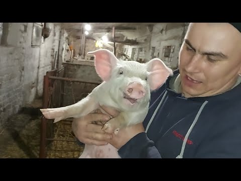 Видео: Какой вес у наших поросят в 1 месяц????Неожидал,что так будет!!!!