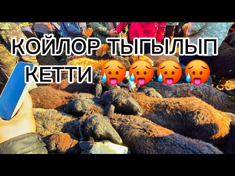 Видео: ОЗГОН КОЙ ЭЧКИ БААЛАРЫ 09.11.2025.#памиртв #horse #rek 
