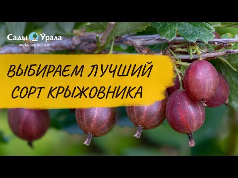 Видео: Обзор каталога: Крыжовник