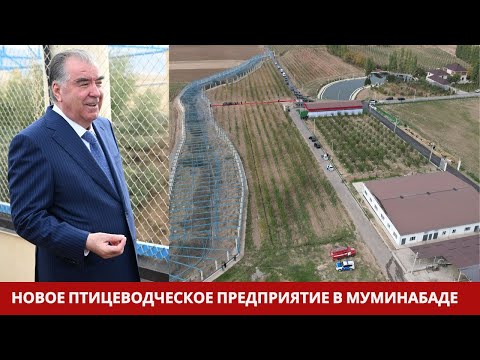 Видео: Новое птицеводческое предприятие в Муминабаде