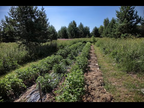 Видео: Огород на целине.