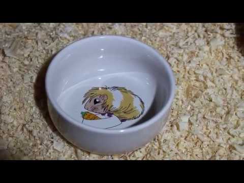 Видео: Большой переезд свинок