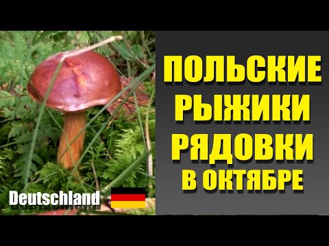 Видео: Вкусный грибной набор из леса. Грибы Германии 2025, октябрь.