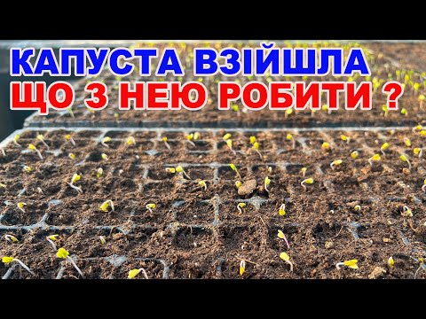 Видео: Як отримати міцну розсаду капусти і не тільки ?