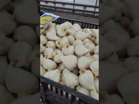 Видео: Начало посадки тюльпанов.